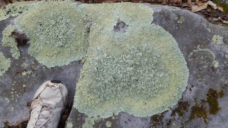 Baltimore Flavoparmelia Lichen photo 3