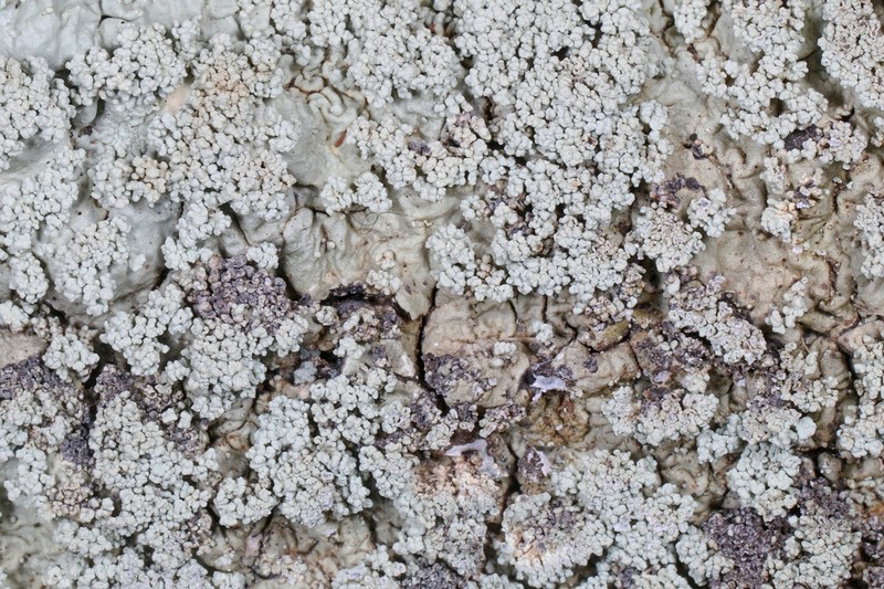 Baltimore Flavoparmelia Lichen photo 4