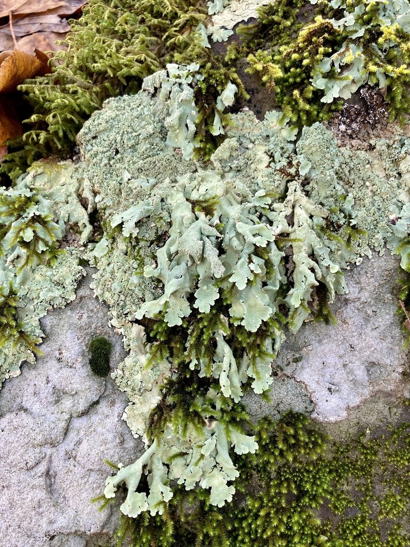 Baltimore Flavoparmelia Lichen photo 5