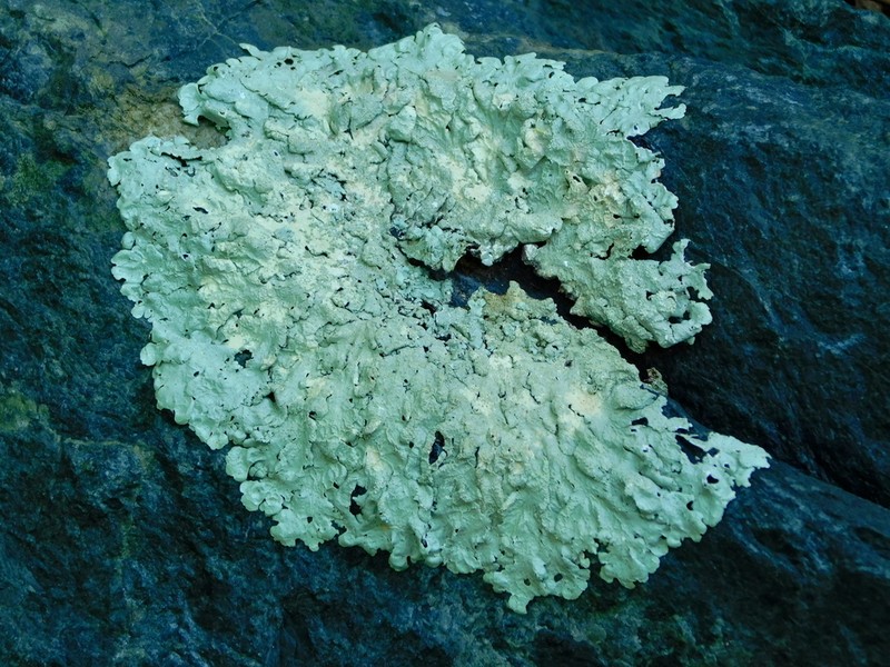 Baltimore Flavoparmelia Lichen photo 6