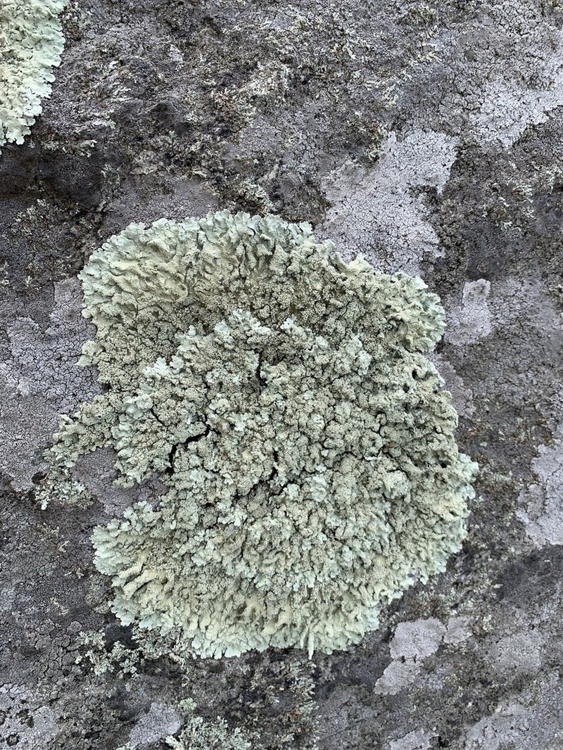 Baltimore Flavoparmelia Lichen photo 7