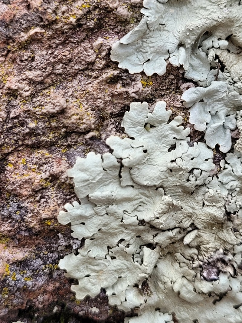 Baltimore Flavoparmelia Lichen photo 8