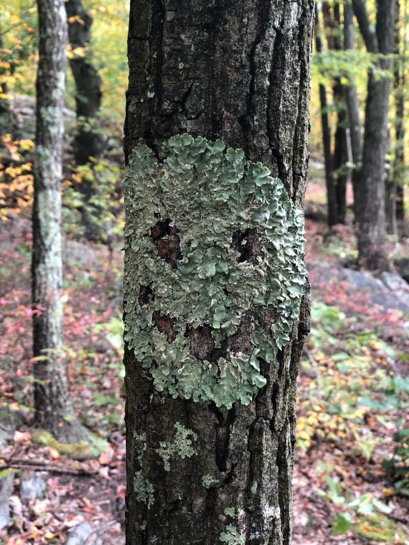 Flavoparmelia Lichen