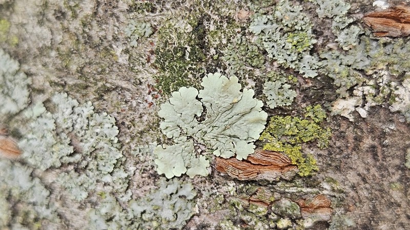 Flavoparmelia Lichen photo 2