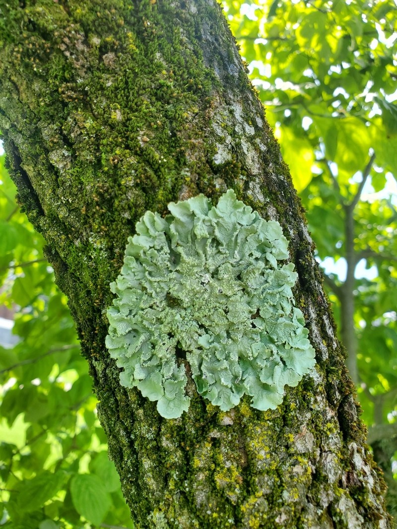 Flavoparmelia Lichen photo 3