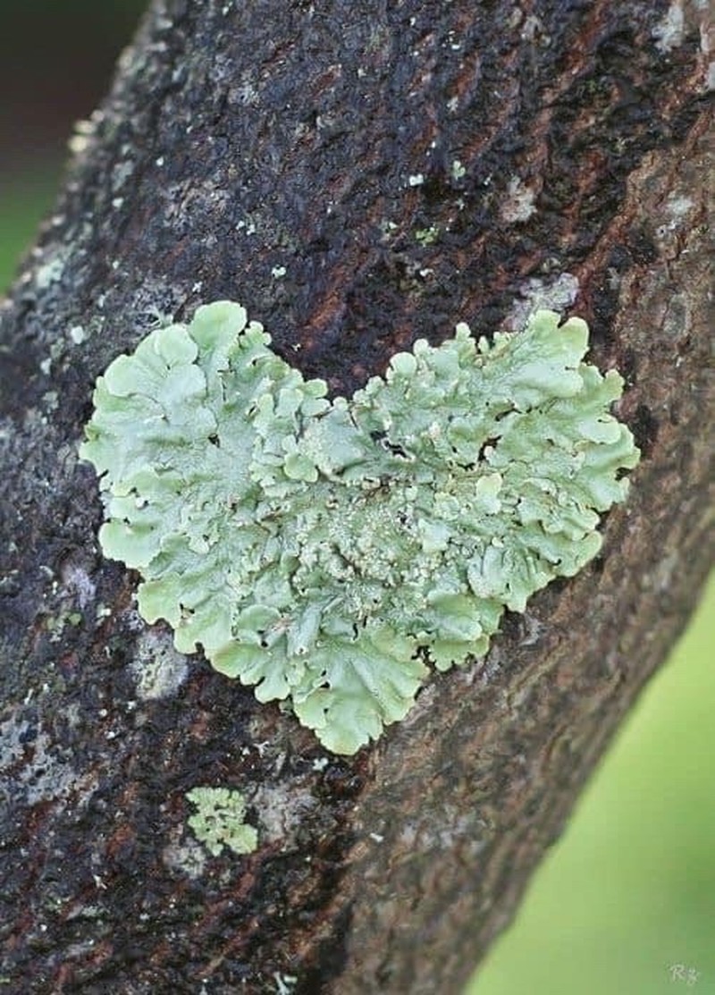 Flavoparmelia Lichen photo 4