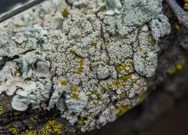 Flavoparmelia Lichen photo 5
