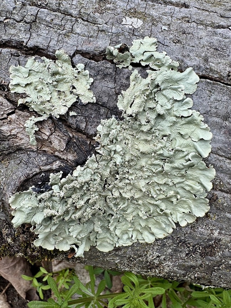 Flavoparmelia Lichen photo 6