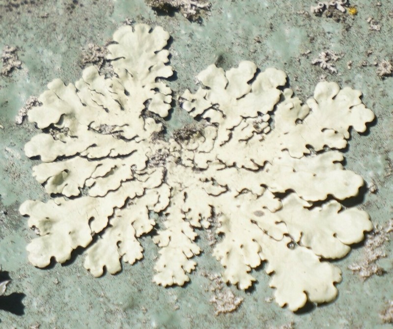Flavoparmelia Lichen photo 7