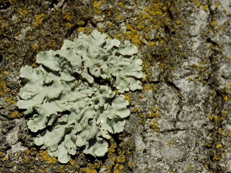 Flavoparmelia Lichen photo 8