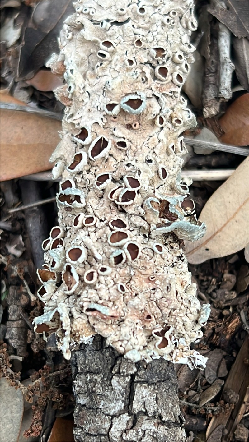 Flavoparmelia Lichen
