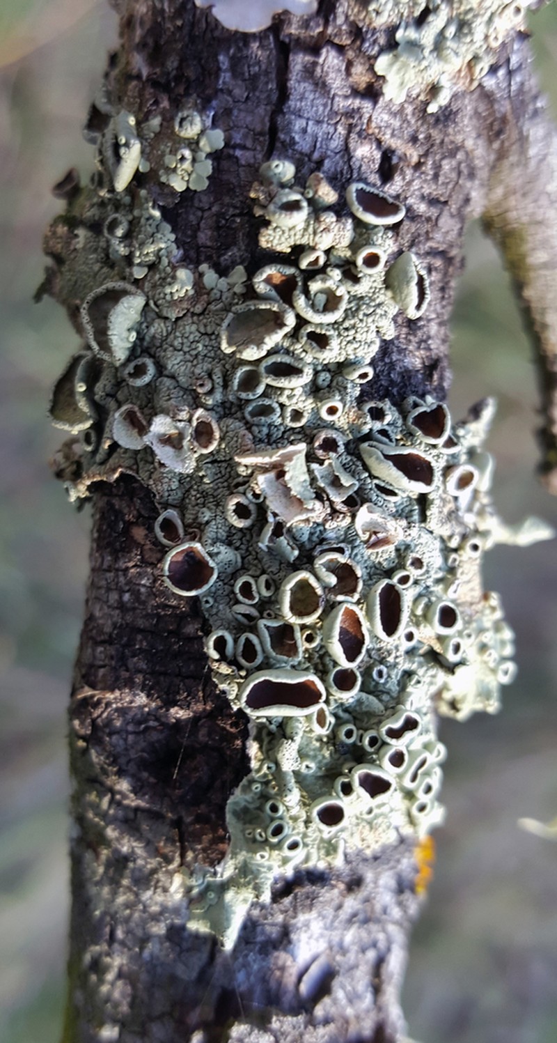 Flavoparmelia Lichen photo 2