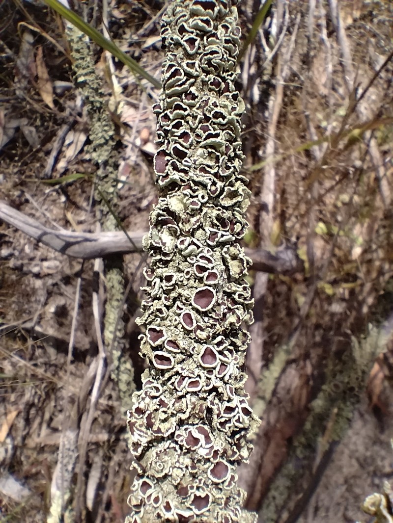 Flavoparmelia Lichen photo 3
