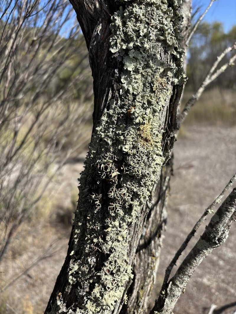Flavoparmelia Lichen photo 4