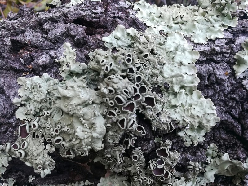 Flavoparmelia Lichen photo 5