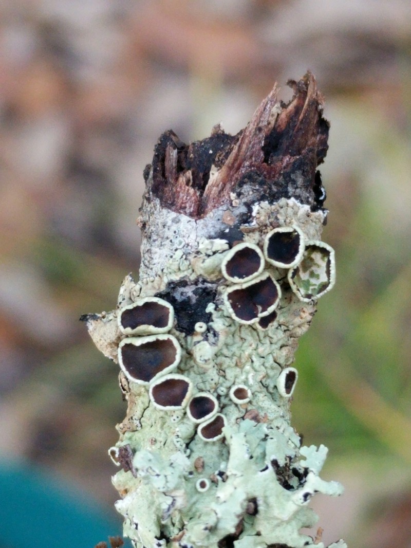 Flavoparmelia Lichen photo 6
