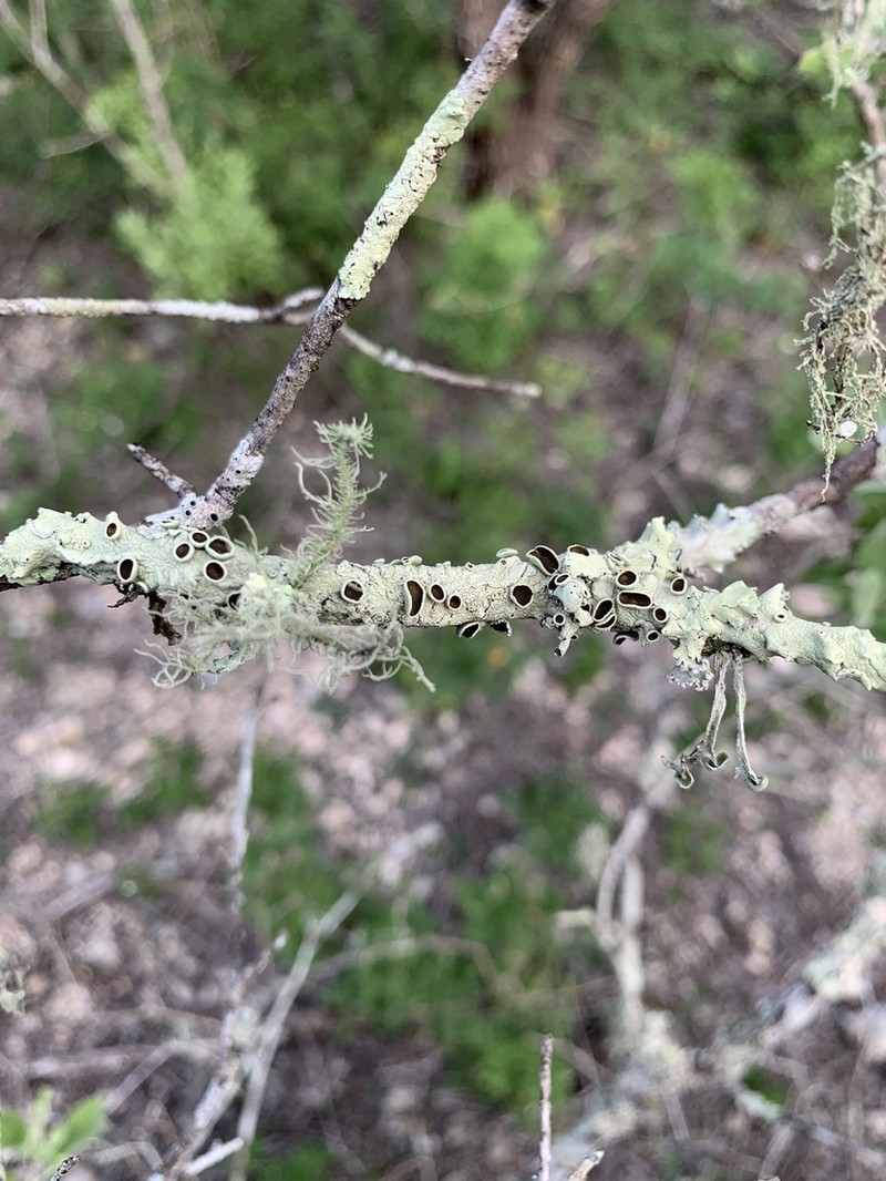 Flavoparmelia Lichen photo 7