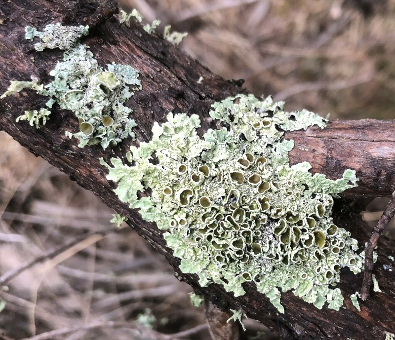 Flavoparmelia Lichen photo 8