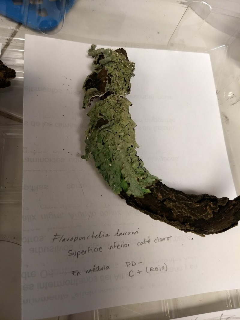 Darrow's Flavopunctelia Lichen