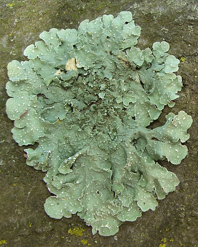 Flavopunctelia Lichen