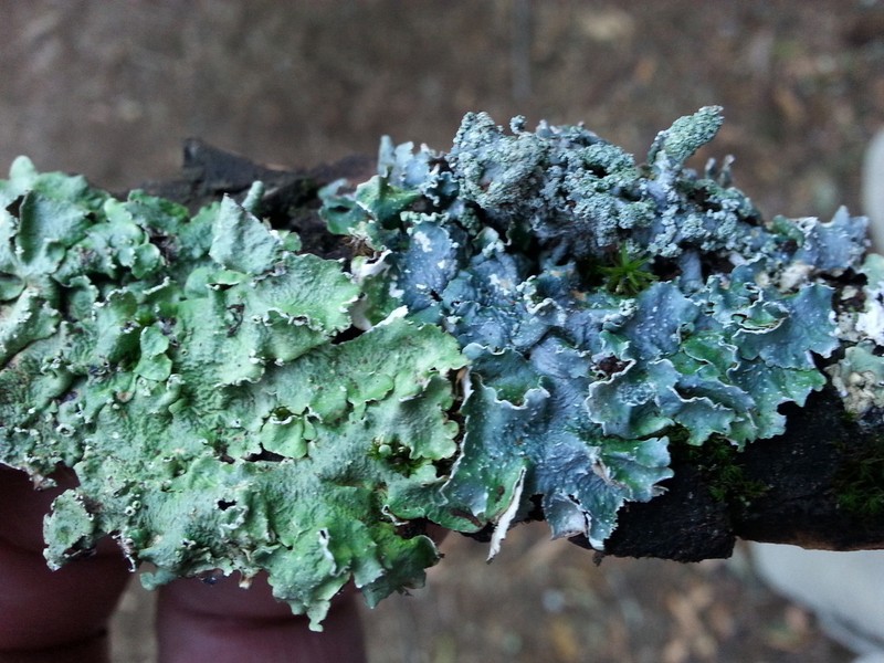 Flavopunctelia Lichen