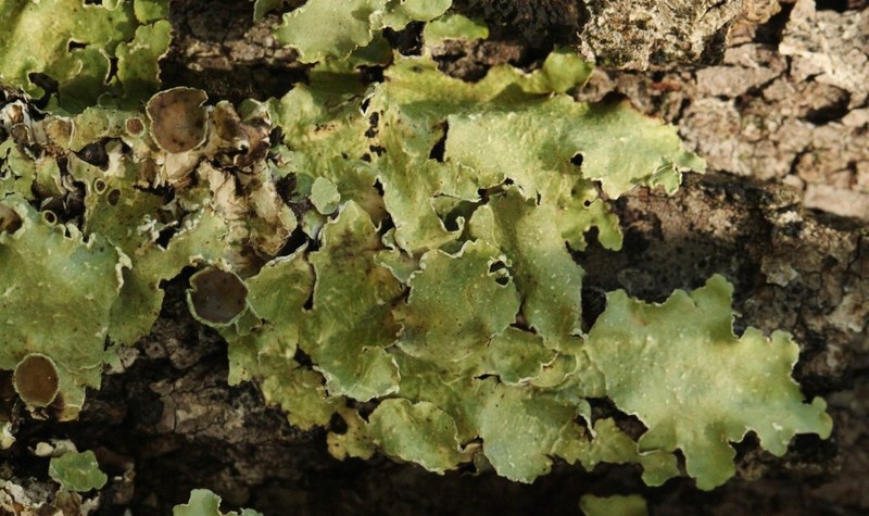 Flavopunctelia Lichen photo 2