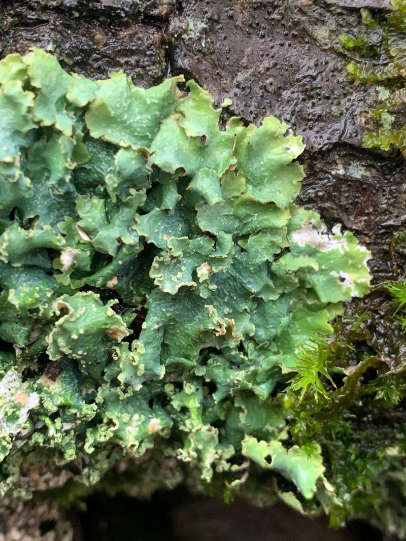 Flavopunctelia Lichen photo 3
