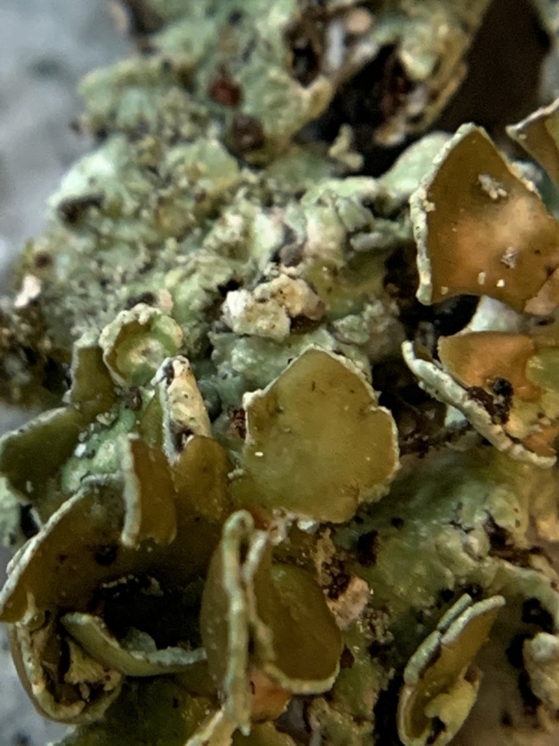 Flavopunctelia Lichen photo 4