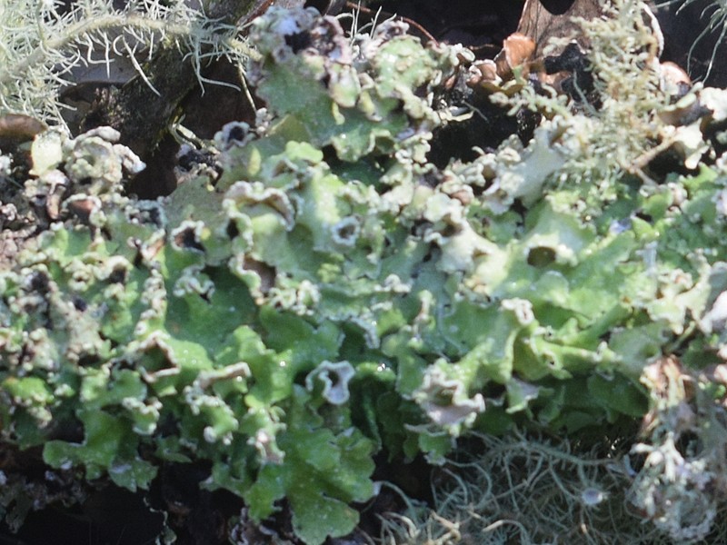 Flavopunctelia Lichen photo 5