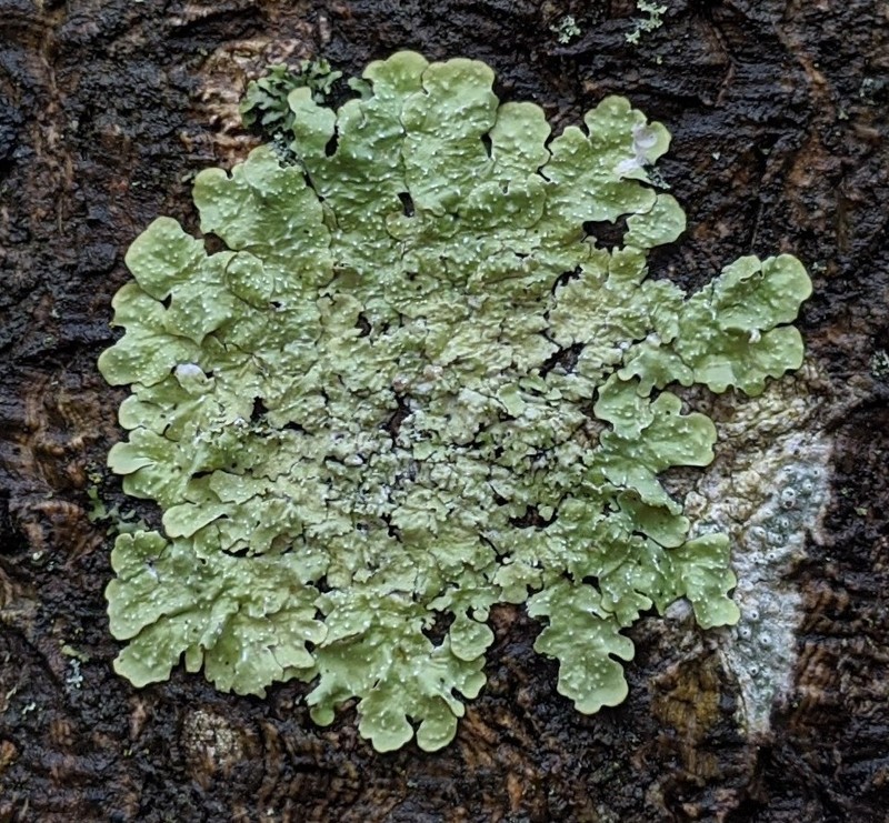 Flavopunctelia Lichen photo 6