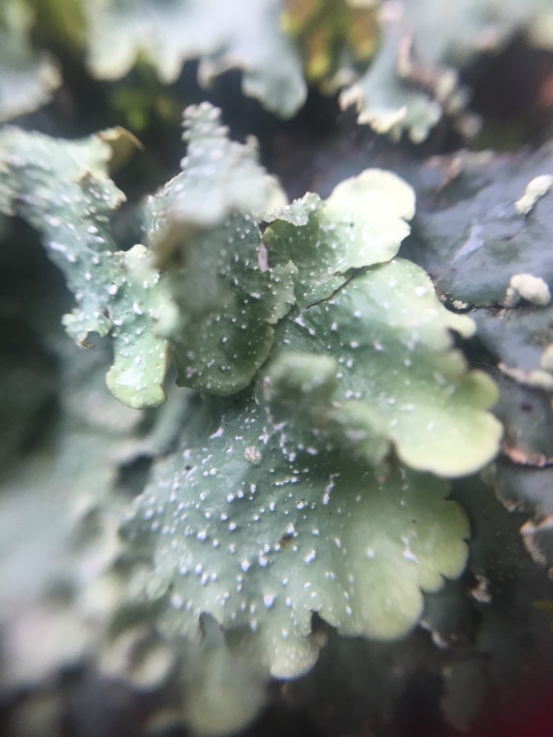 Flavopunctelia Lichen photo 7