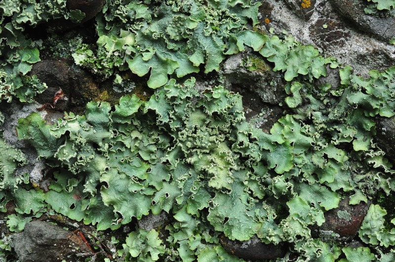 Flavopunctelia Lichen photo 8