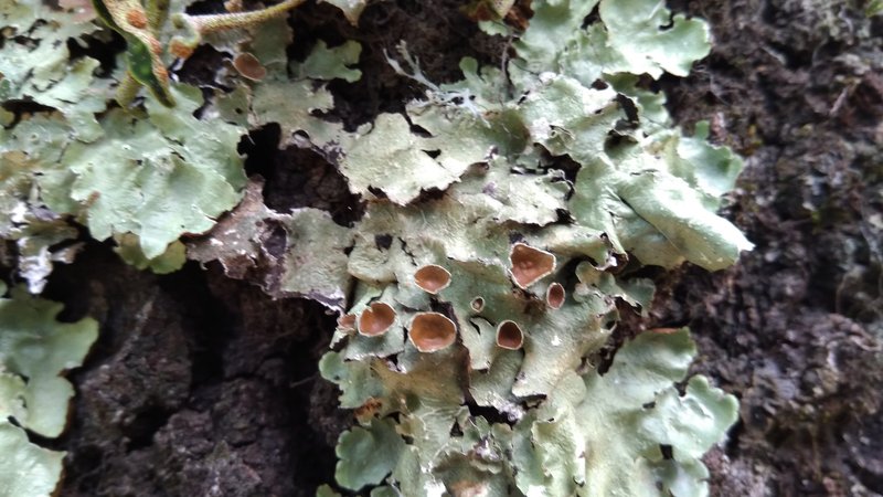 Flavopunctelia Lichen