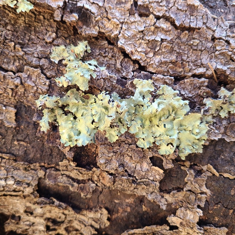 Flavopunctelia Lichen