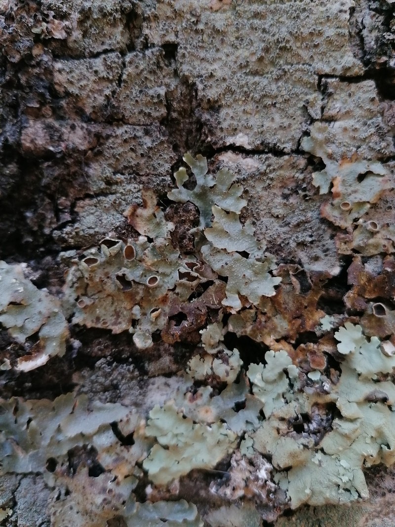 Flavopunctelia Lichen photo 2