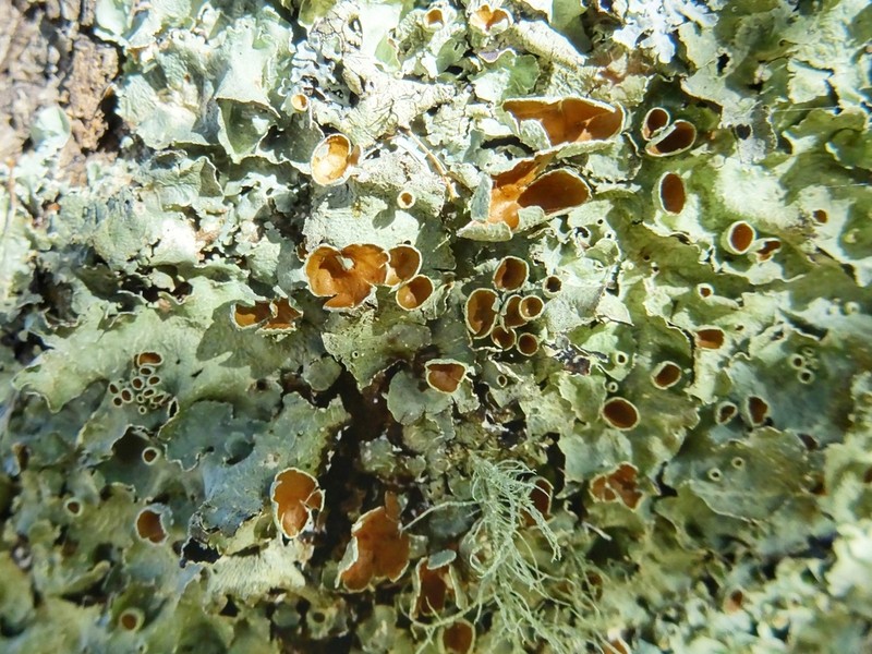 Flavopunctelia Lichen photo 3