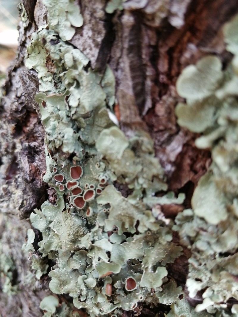 Flavopunctelia Lichen photo 4