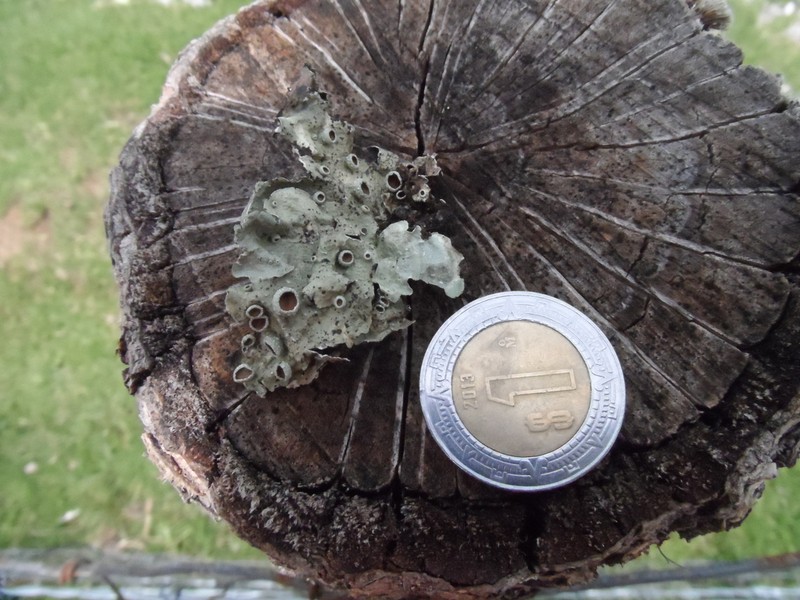 Flavopunctelia Lichen photo 6