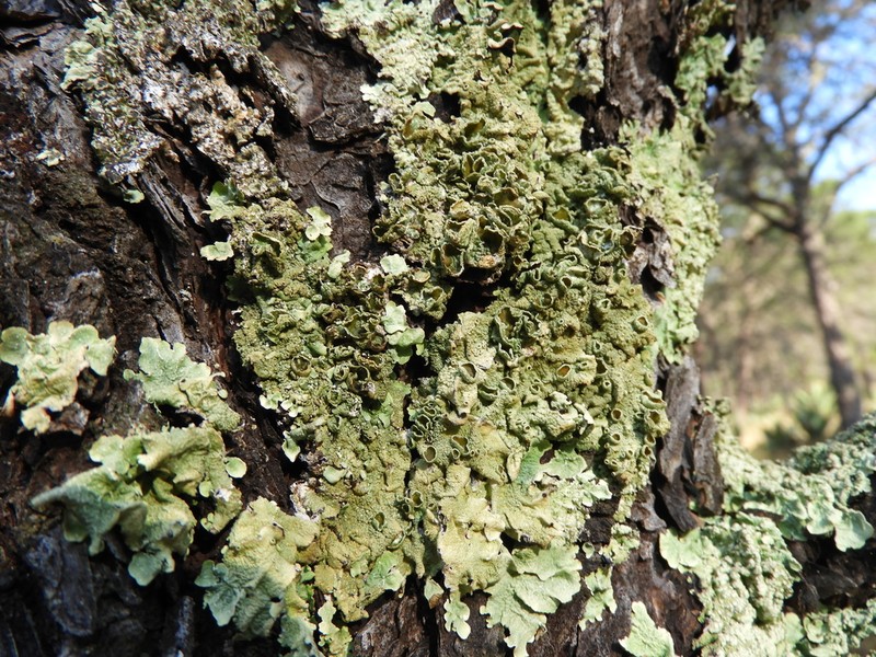 Flavopunctelia Lichen photo 7