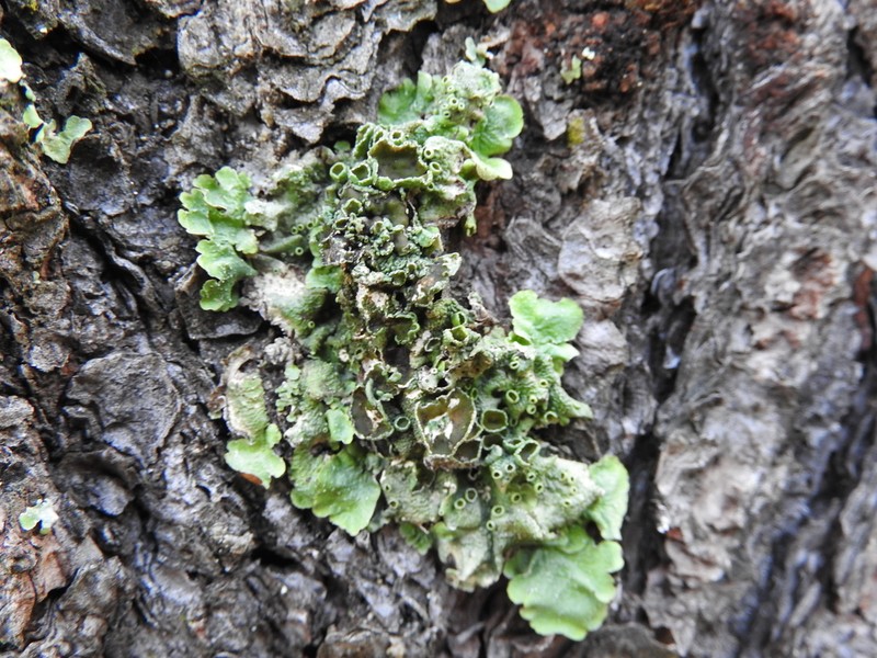 Flavopunctelia Lichen photo 8