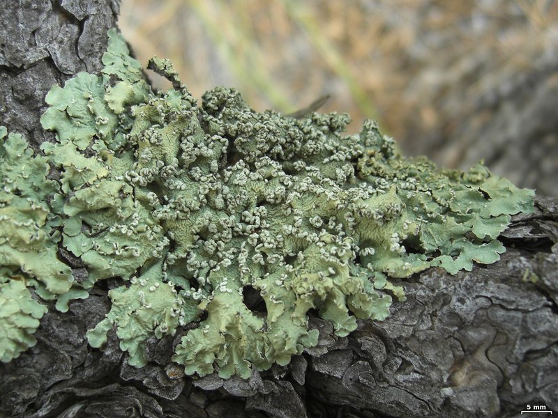 Flavopunctelia Lichen