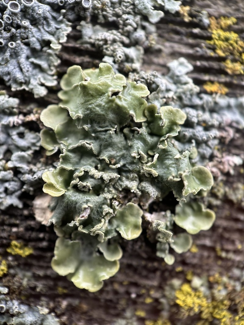 Flavopunctelia Lichen