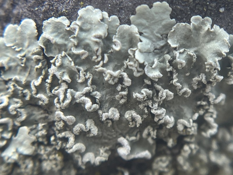 Flavopunctelia Lichen photo 2