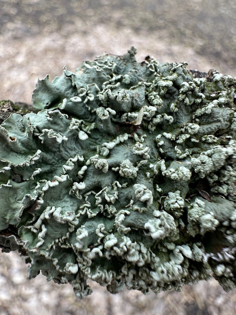 Flavopunctelia Lichen photo 3