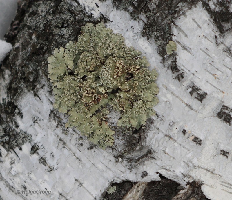 Flavopunctelia Lichen photo 4