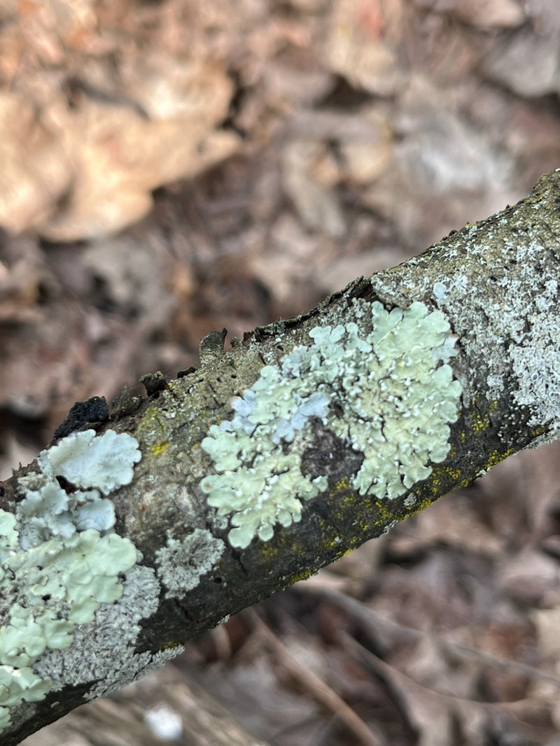 Flavopunctelia Lichen photo 5