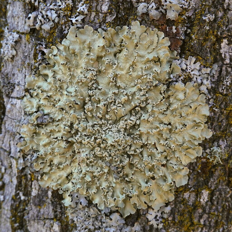 Flavopunctelia Lichen photo 6