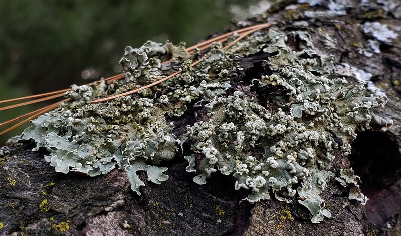 Flavopunctelia Lichen photo 7