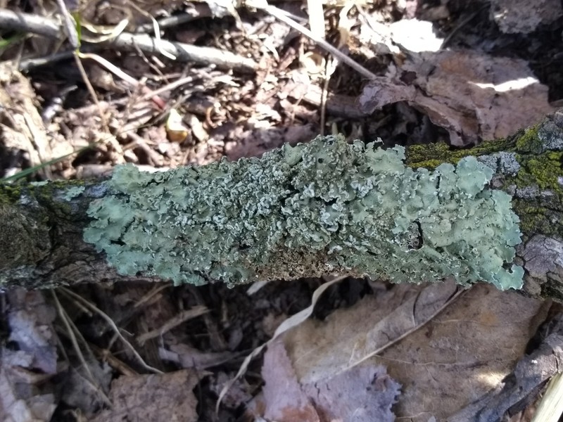 Flavopunctelia Lichen photo 8