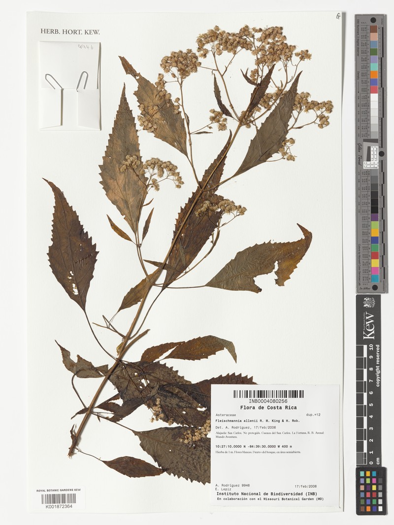 Fleischmannia allenii